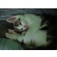 Amerikanische Kurzhaarkatze - Kater