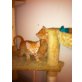 Amerikanische Kurzhaarkatze - Kater