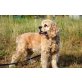 Amerikanischer Cockerspaniel - Hündin