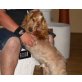 Amerikanischer Cockerspaniel - Rüde
