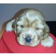Amerikanischer Cockerspaniel Welpen - Hündin
