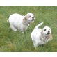 Amerikanischer Cockerspaniel Welpen - Hündin
