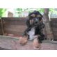 Amerikanischer Cockerspaniel Welpen - Rüde