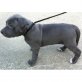 Amerikanischer Pit-Bullterrier - Hündin
