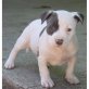 Amerikanischer Pit-Bullterrier - Rüde