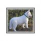 Amerikanischer Pit-Bullterrier - Rüde