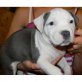 Amerikanischer Pit-Bullterrier - Rüde