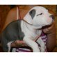 Amerikanischer Pit-Bullterrier - Rüde