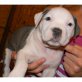 Amerikanischer Pit-Bullterrier - Rüde