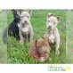 Amerikanischer Pit-Bullterrier - Rüde