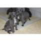 Amerikanischer Pit-Bullterrier - Rüde