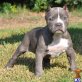 Amerikanischer Pit-Bullterrier - Rüde