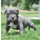 Amerikanischer Pit-Bullterrier - Rüde