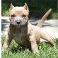 Amerikanischer Pit-Bullterrier - Rüde