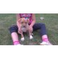 Amerikanischer Pit-Bullterrier Welpen - Hündin