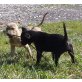 Amerikanischer Pit-Bullterrier Welpen - Hündin