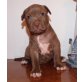 Amerikanischer Pit-Bullterrier Welpen - Hündin