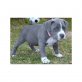 Amerikanischer Pit-Bullterrier Welpen - Rüde