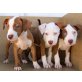 Amerikanischer Pit-Bullterrier Welpen - Rüde