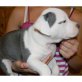 Amerikanischer Pit-Bullterrier Welpen - Rüde