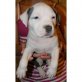 Amerikanischer Pit-Bullterrier Welpen - Rüde