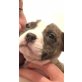 --, Amerikanischer Pit-Bullterrier Welpen - Rüde