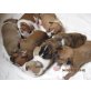 Amerikanischer Staffordshire-Terrier - Hündin