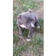 Amerikanischer Staffordshire-Terrier - Hündin