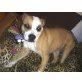 Amerikanischer Staffordshire-Terrier - Hündin