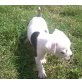Amerikanischer Staffordshire-Terrier - Hündin