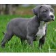 Amerikanischer Staffordshire-Terrier - Hündin