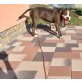Amerikanischer Staffordshire-Terrier - Hündin
