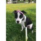 Amerikanischer Staffordshire-Terrier - Hündin