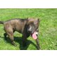 Amerikanischer Staffordshire-Terrier - Hündin