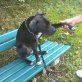 Amerikanischer Staffordshire-Terrier - Rüde