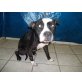 Amerikanischer Staffordshire-Terrier - Rüde