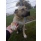 Amerikanischer Staffordshire-Terrier - Rüde