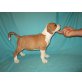 Amerikanischer Staffordshire-Terrier - Rüde