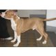 Amerikanischer Staffordshire-Terrier - Rüde