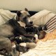 Amerikanischer Staffordshire-Terrier - Rüde