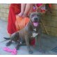 Amerikanischer Staffordshire-Terrier - Rüde