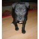 Amerikanischer Staffordshire-Terrier - Rüde