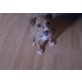 Amerikanischer Staffordshire-Terrier - Rüde