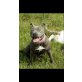 Amerikanischer Staffordshire-Terrier - Rüde