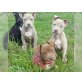 Amerikanischer Staffordshire-Terrier - Rüde
