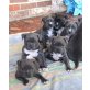 Amerikanischer Staffordshire-Terrier - Rüde