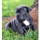 Amerikanischer Staffordshire-Terrier - Rüde