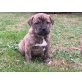 Amerikanischer Staffordshire-Terrier - Rüde