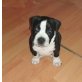 Amerikanischer Staffordshire-Terrier - Rüde