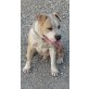 Amerikanischer Staffordshire-Terrier - Rüde